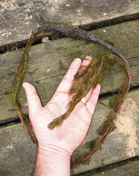 An infestation of Eurasian watermilfoil has popped up in Steel Lake. The lake remains open for recreational use