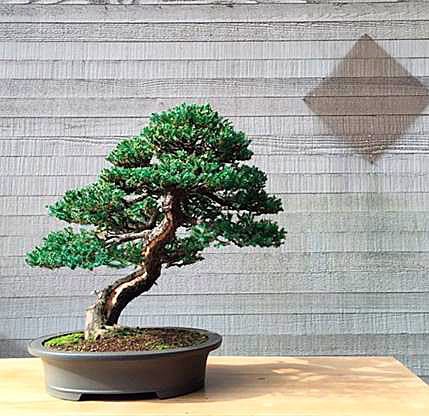 A bonsai tree was stolen from the Pacific Bonsai Museum on Monday