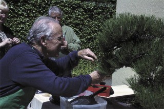 Joel Schwarz works as a volunteer plucking the third year growth of a tree at the Pacific Rim Bonsai Collection. Despite the garden closing