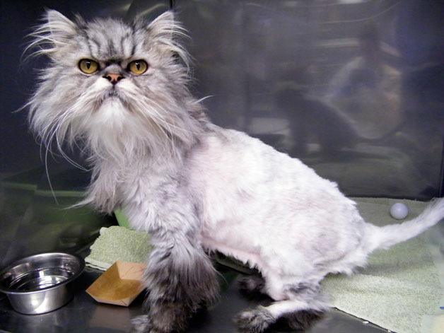 Deuteronomy (Deuter for short) is a 12-year-old male Persian cat available for adoption.