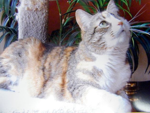 Henrietta is an 8-year-old female cat