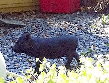 A lost pig found its way into the backyards of a couple of residents in the Marine Hill neighborhood but was recently reunited with its owner last week.