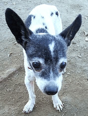 Orville is available for adoption in Federal Way.