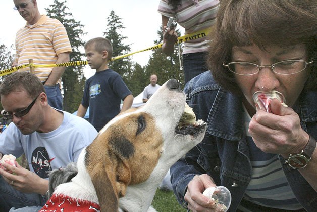 Scene from an ice cream eating contest at a past K-9 Karnival in Federal Way.