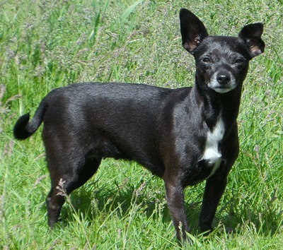 Chloe is available for adoption in Federal Way.