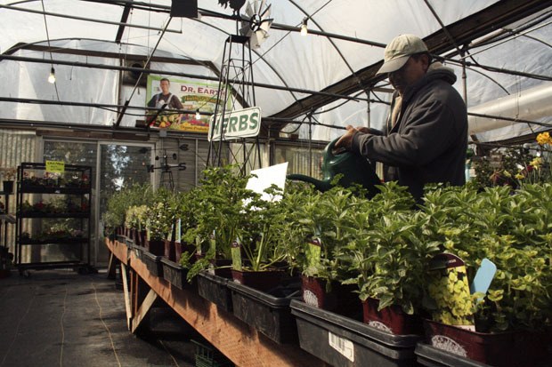 Fernando Hernandez waters plants Wednesday at Branches Garden Center