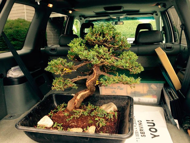 The stolen bonsai from the Pacific Bonsai Museum was found two miles from the museum on Wednesday morning.