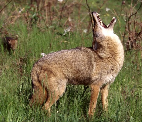 Photo of a coyote