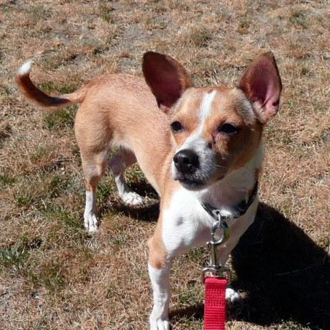 Feist chihuahua mix store pictures