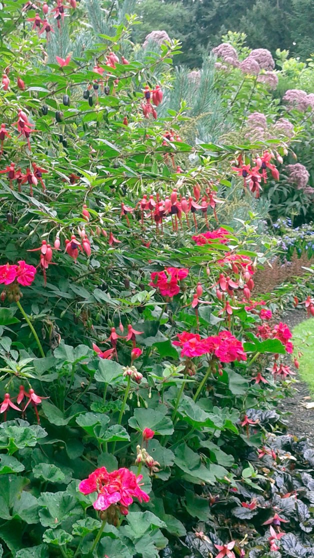 Fuchsia Days will be hosted at PowellsWood Garden Sept. 8-12