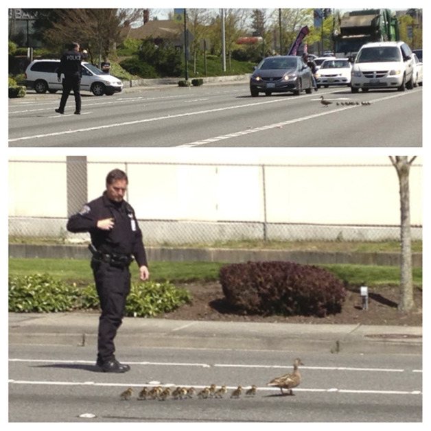 Officer Dave Johnson of the Federal Way Police Department stopped traffic on South 320th Street to help a family of ducks cross the road.