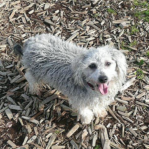 Sterling is a 2-year-old male Miniature Poodle mix