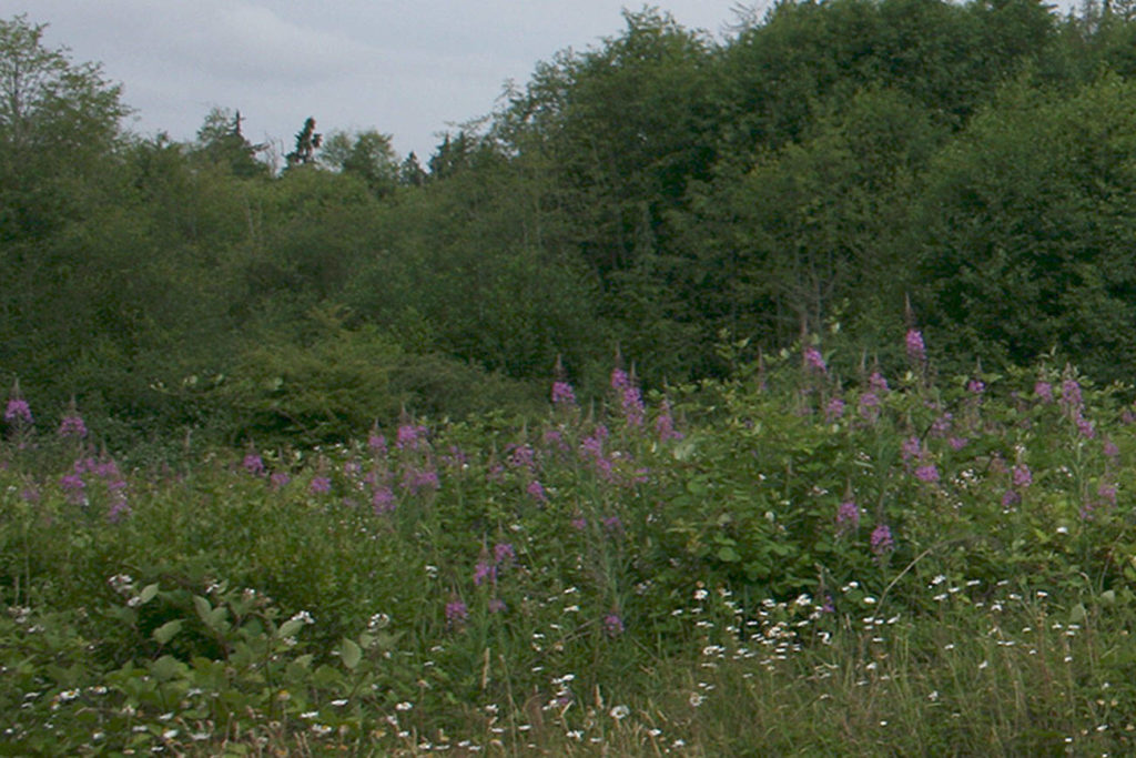 Federal Way residents to restore historic Hylebos Blueberry Farm Park