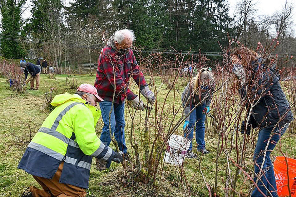 Volunteers restore Hylebos Blueberry Farm for upcoming season | Federal