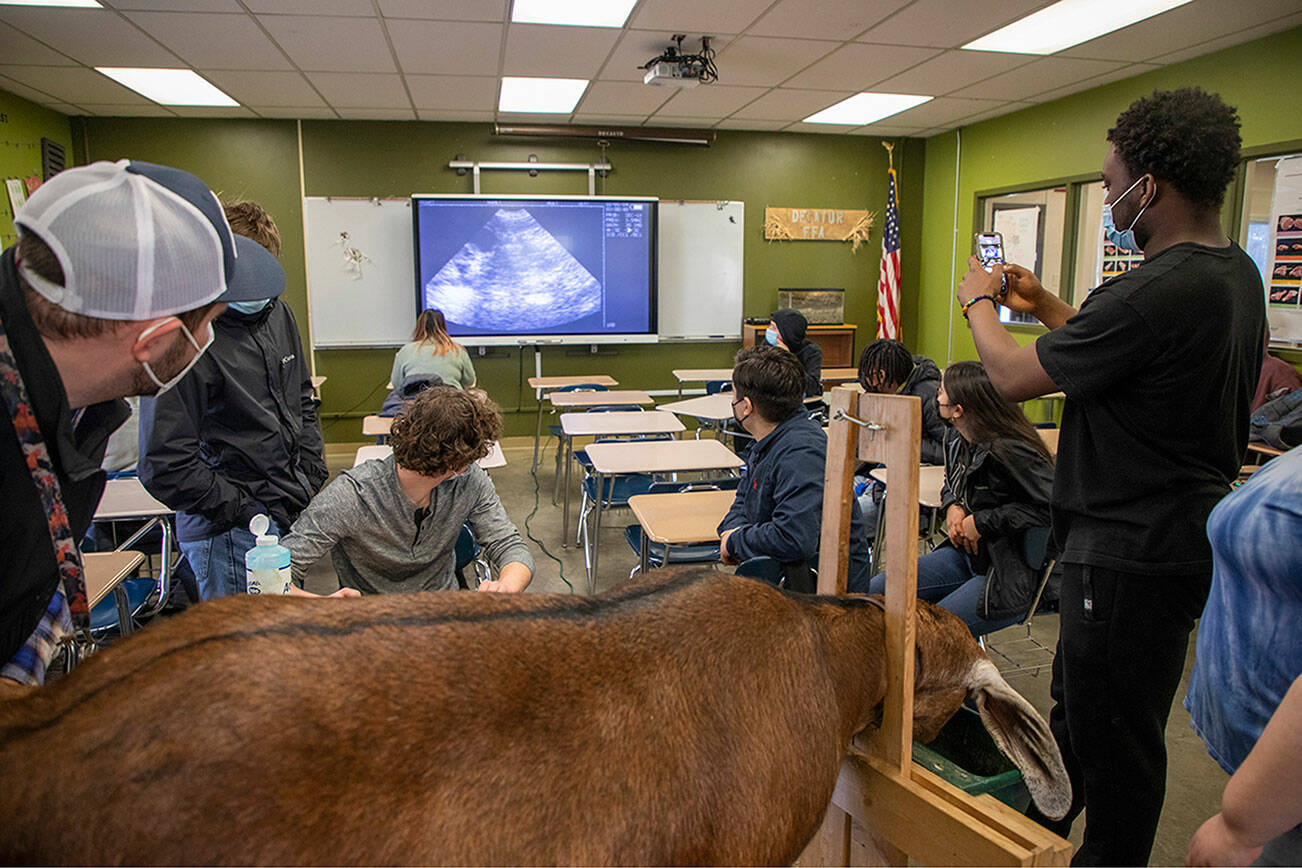 Decatur High School students perform ultrasound on a goat to determine pregnancy and possible fetal counts in Urban Agriculture CTE course. Courtesy photo