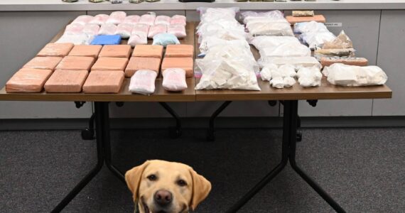 King County Sheriff’s Office K9 officer with seized drugs. Photo provided by KCSO