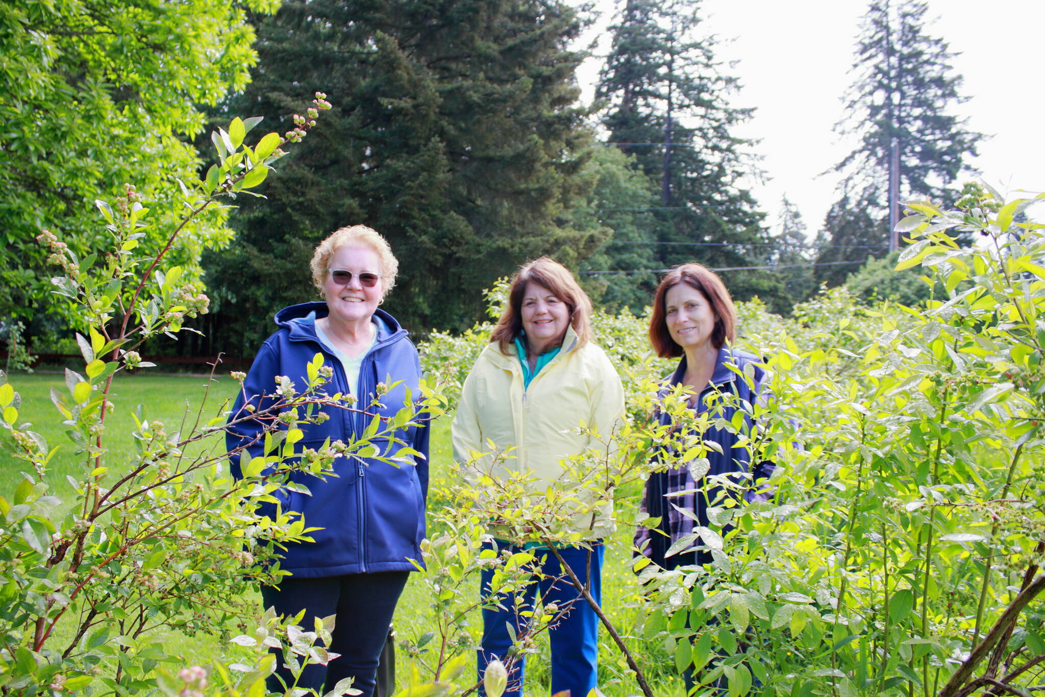 Members of the Marine Hills Garden club and Shelley Pauls of We Love Our City stand near the lush blueberry bushes at the Hylebos Blueberry Farm Park in Federal Way. Both organizations have been vital to the park’s restoration. Photos by Keelin Everly-Lang / The Mirror