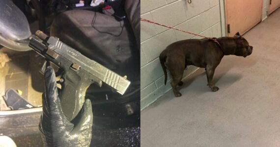 The Springfield XD 40 retrieved from the suspect’s vehicle and the suspect’s dog, “King.” Photo from the Federal Way Police Department