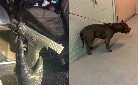 The Springfield XD 40 retrieved from the suspect’s vehicle and the suspect’s dog, “King.” Photo from the Federal Way Police Department