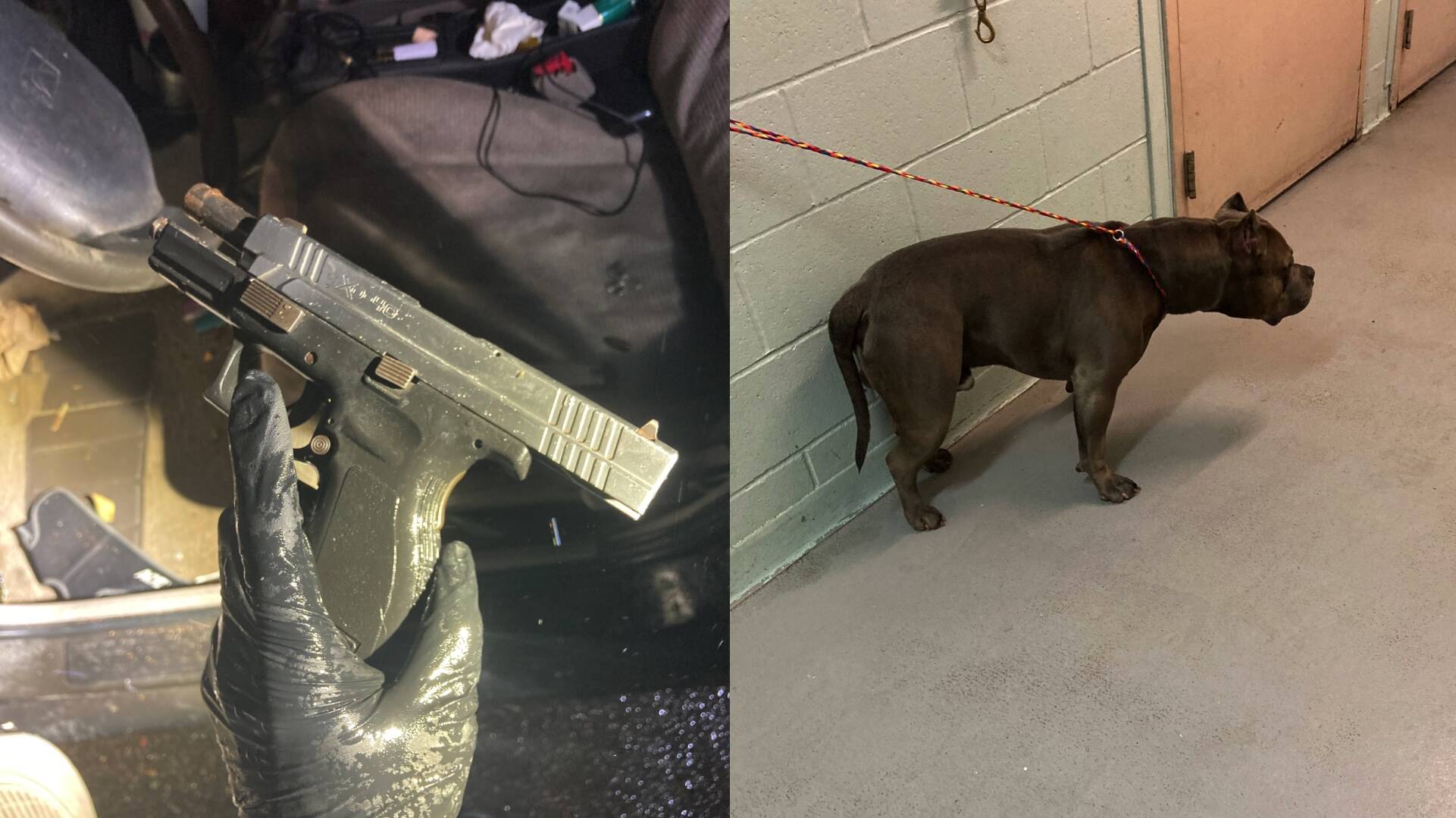 The Springfield XD 40 retrieved from the suspect’s vehicle and the suspect’s dog, “King.” Photo from the Federal Way Police Department