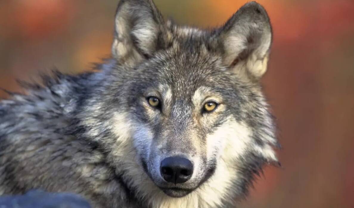 A gray wolf. Gary Kramer/U.S. Fish and Wildlife Service