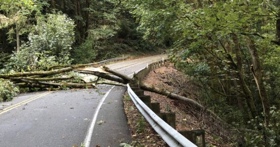 A tree fell over 509 during winds on August 18, impacting about 400 customers. Photo by Ben Ray/The Mirror