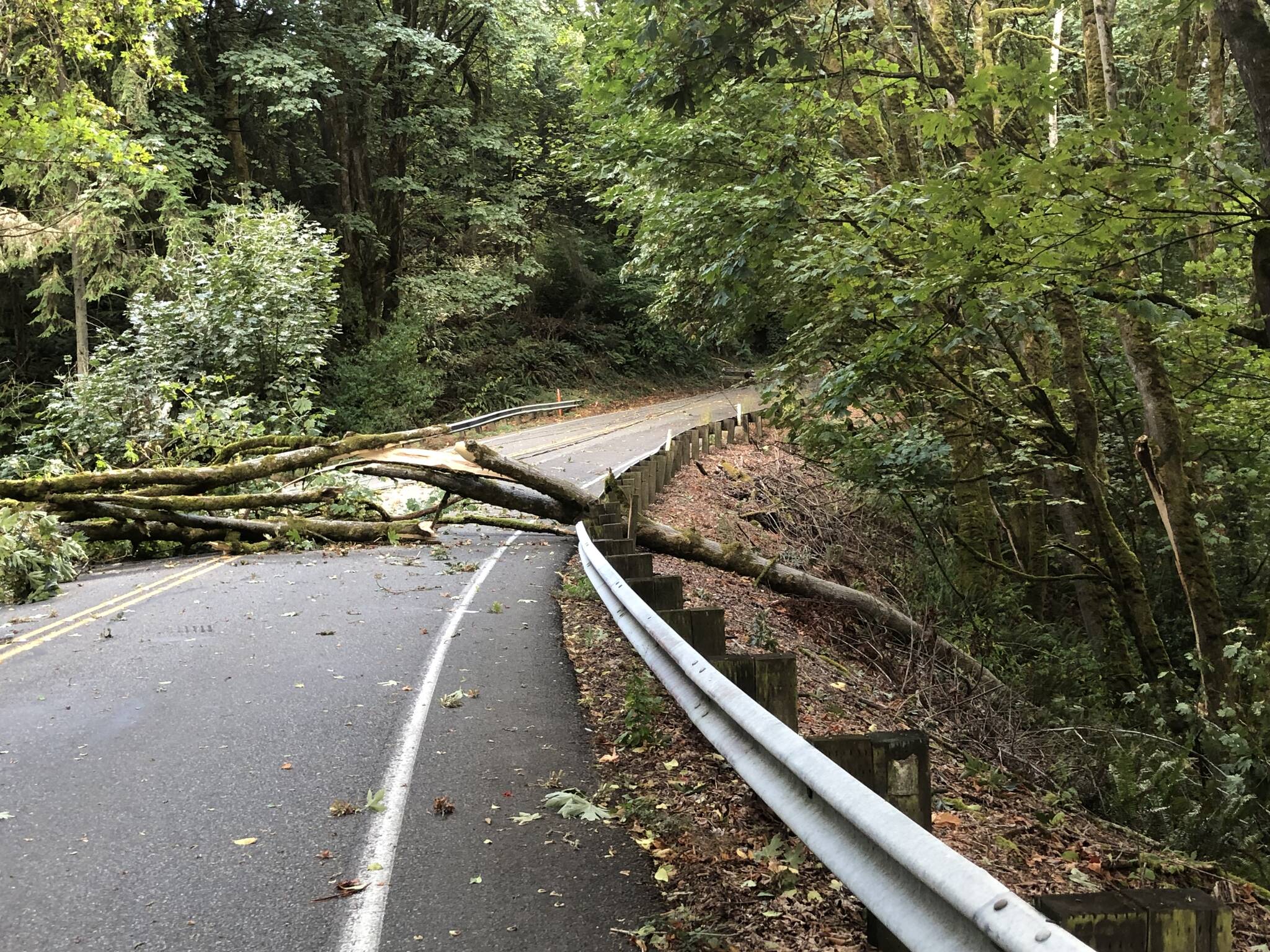 A tree fell over 509 during winds on August 18, impacting about 400 customers. Photo by Ben Ray/The Mirror