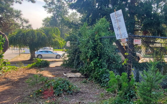 The corner outside the Day Center, 33505 13th Pl. S., as seen in 2023, where a woman had lived in a shelter made from umbrellas. Mirror file photo