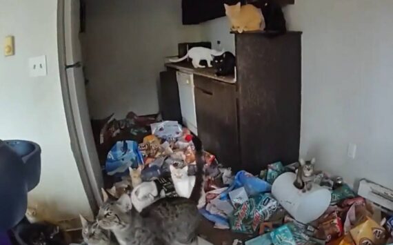 Screenshot of cats inside the apartment from the Federal Way Animal Control body cam footage. Courtesy photo