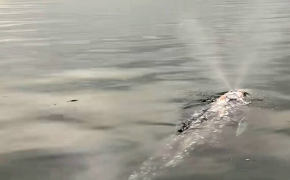 A still from Brooke Burnett’s video of a gray whale spotted near the boardwalk at Redondo on Nov. 26, 2024. (Courtesy of Brooke Burnett)