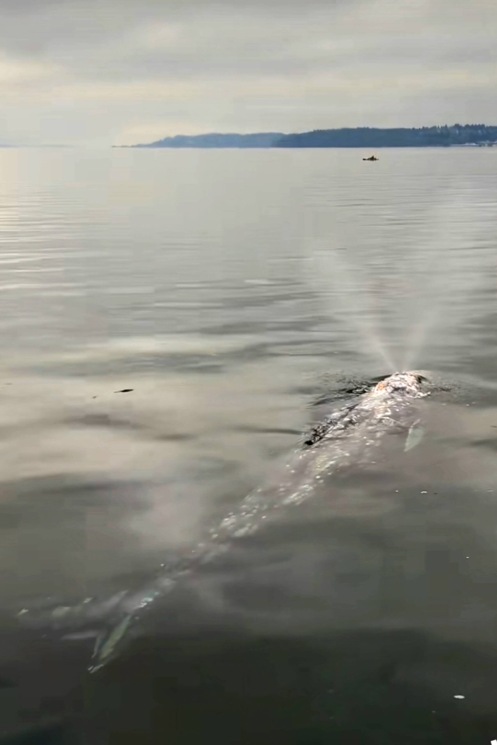 A still from Brooke Burnett’s video of a gray whale spotted near the boardwalk at Redondo on Nov. 26, 2024. (Courtesy of Brooke Burnett)