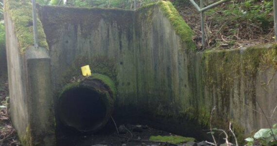 The City of Federal Way has plans to replace this culvert to make it possible for salmon to swim up Redondo Creek to spawn. Photo from Washington Department of Fish and Wildlife reports.