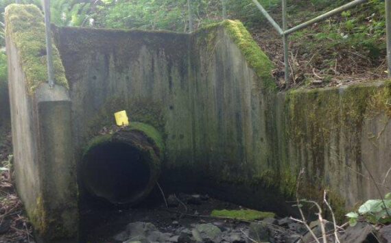 The City of Federal Way has plans to replace this culvert to make it possible for salmon to swim up Redondo Creek to spawn. Photo from Washington Department of Fish and Wildlife reports.