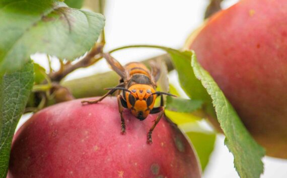 A northern giant hornet seen on an apple. (Photo courtesy of Washington State Department of Agriculture)