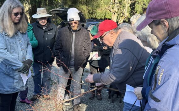 Master Gardeners Jim and Donna Cox teach community members how to trim blueberry bushes at this free event on Saturday, March 1. Photo by Shelley Pauls